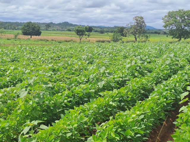 Rows of green crops across the farm