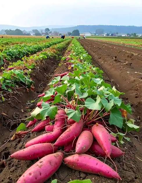 Freshly lifted sweet potatoes lying on a ridge between rows of plants